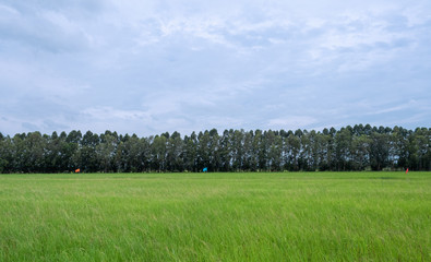 Obraz premium Green rice field in the countryside.have sky and could background.