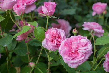 rose / cultivars / Gertrude Jekyll / ガートルード・ジェキル ,ジーキル