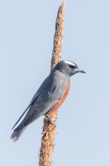 White-browed Woodswallow in Australia