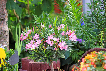 Beautiful flowers in the garden