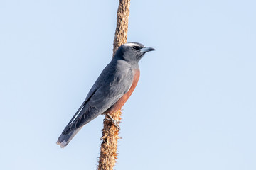White-browed Woodswallow in Australia