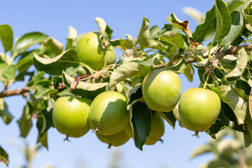 Apple tree, Isparta / Turkey