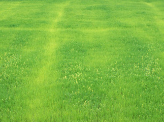 Fototapeta premium Green rice field in the countryside.