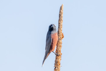 White-browed Woodswallow in Australia