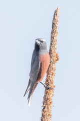 White-browed Woodswallow in Australia