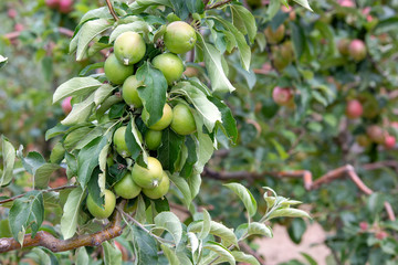Apple tree, Isparta / Turkey