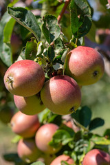 Apple tree, Isparta / Turkey