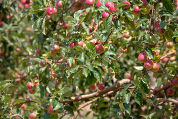 Fresh apple tree in garden, Isparta / Turkey