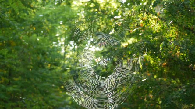 A huge round web on a tree in the forest. On it a spider crusader weaved new threads