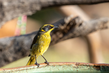 Yellow-tufted Honeyeater in Australia