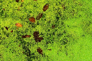 green algae on the surface of the water