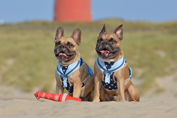 Two happy brown French Bulldog dogs wearing matching maritime  harnesses with sailor collars...