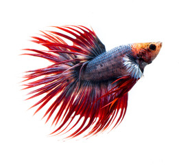 Fototapeta premium siamese fighting fish, betta fish isolated on white background.