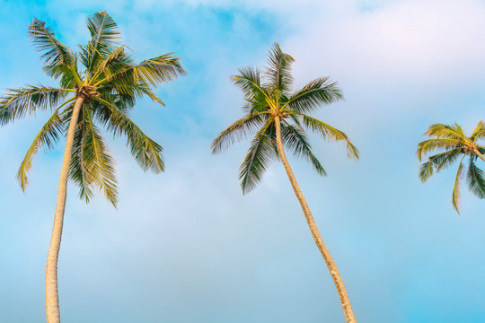 Palm trees on cloudy sky background