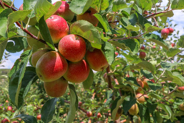 Fresh apple tree in garden, Isparta / Turkey