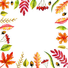 Autumn leaves frame: maple, birch, willow, oak, acorn, birch leaves, blade of grass, rowan leaf, rowan berries, grass spike. Watercolor illustration.