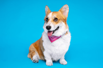 A beautiful Corgi with a pink scarf on a white breast is sitting in front of the camera in a photo studio against a blue wall