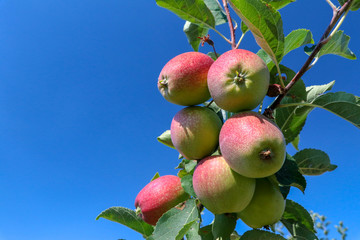 Fresh apple tree in garden, Isparta / Turkey