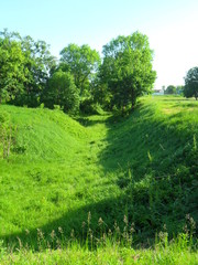 green landscape with trees