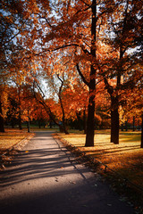 Naklejka na ściany i meble Autumn in the city Park, landscape with trees