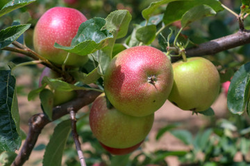 Fresh apple tree in garden, Isparta / Turkey