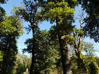 Wisentgehege Springe (Germany)