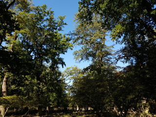 Wisentgehege Springe (Germany)