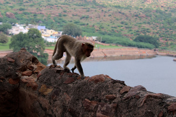 Bonnet Macaque Monkey, Badami
