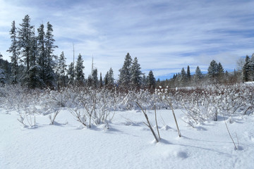Trees and shrub covered by fresh snow caps, United States