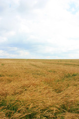 Fototapeta na wymiar Field of ripe ears of wheat