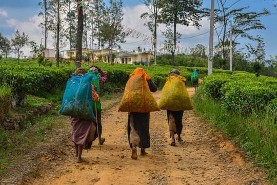 Sri Lanka tea pickers women