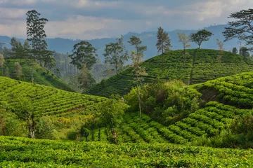 Foto op Aluminium Sri Lanka tea plantations © LUC KOHNEN