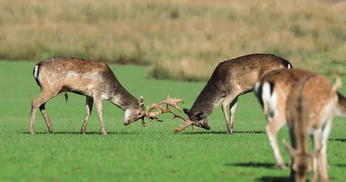 Fallow deer ifighting n the meadow during the rut