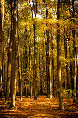 Golden trees in the autumn forest. Sun rays through foliage and tree branches on beauty full, autumnal day