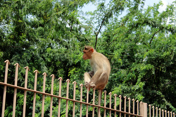 Bonnet Macaque Monkey Sitting on an Iron Fence, Badami