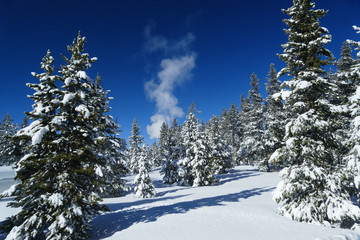 Romantic winter in Yellowstone National Park, snow covered trees and blue sky with geyser
