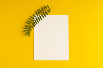 Green foliage, acacia branch and white paper composition on yellow background.