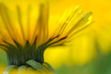 Fototapeta premium Blüte des Löwenzahns (Taraxacum officinale)