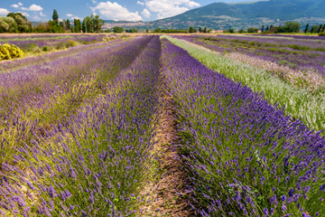 Fototapeta na wymiar Blooming fields of Lavender