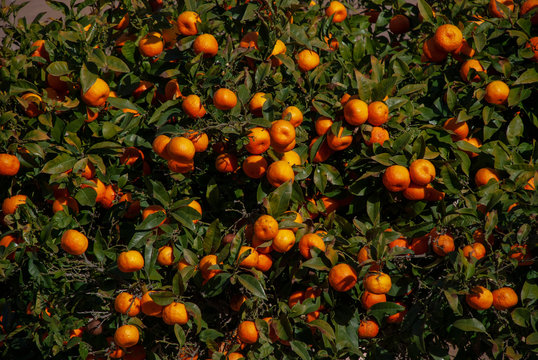 MAndarinenbaum auf Mallorca