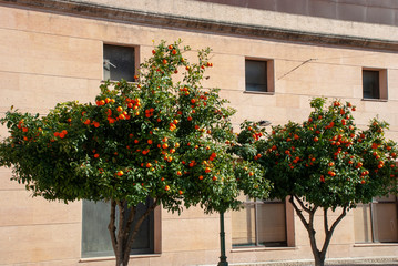 Fototapeta na wymiar MAndarinenbaum auf Mallorca