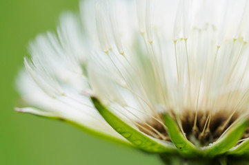 Löwenzahn (Taraxacum officinale)