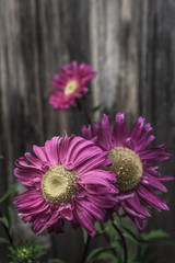 purple aster on a wooden wall background