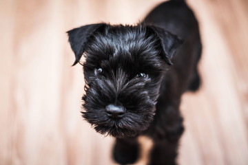 Black miniature schnauzer puppy portrait