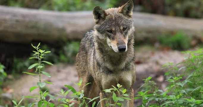 Young Gray wolf in the forest