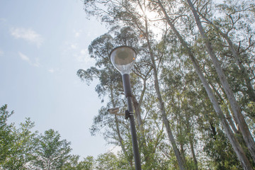 tree top shot from below. Beautiful branch and blue sky. Branch of big tree on sky background