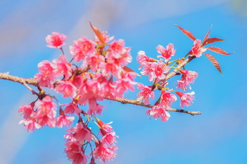 Close up Wild Himalayan (Prunus cerasoides) Thai Sakura cherry blossoms on top tree with blue sky background, Pang Oung, Mae Hong Son, Thailand.