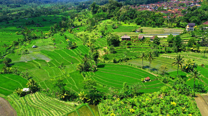 Green rice terraces in Bali