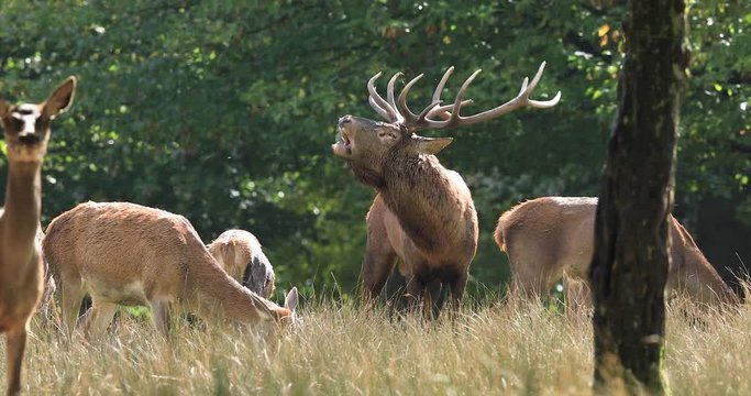 Howaling of a Red deer in the forest during the rut
