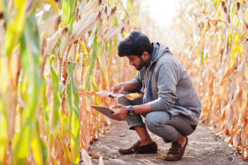 South asian agronomist farmer inspecting corn field farm. Agriculture production concept.